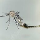 WHO urges swift action as dengue cases surge in Bangladesh