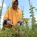 From ashes to riches: Profiting from peatland in Indonesia