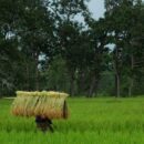 New global fund ‘welcome boost’ to safeguarding biodiversity