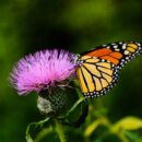 Biodiversity: What is it, and how can we protect it?