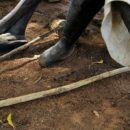 Stories from the UN Archive: Boris Karloff, leprosy and Nigeria