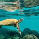 First-ever UN report reveals complex threats to migratory species