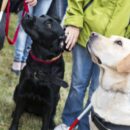 Transforming Training At Guide Dogs With A Digital-First Approach
