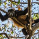 Human ingenuity can help to save nature, Guterres says on World Wildlife Day