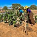 First Person: Water key to cultivating financial independence in southern Madagascar