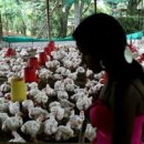 Pandemic experts express concern over avian influenza spread to humans