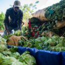 Explainer: Feeding Haiti in times of crisis