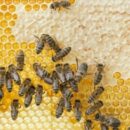World Bee Day: How To Leverage Bee Behavior In Education