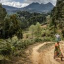 Forests face increasing risk of wildfires and pests due to climate change