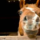 eLI Supports: Our CSR Visit To The Hellenic Society For Equine Welfare