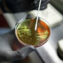 Invest more in vaccines to reduce deaths from drug-resistant superbugs: WHO