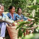 Farmers cultivate an opium-free future for Laos