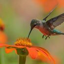 Balancing biodiversity at global UN summit in Colombia