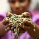 Coffee, tea and cocoa costs see global food import bill soaring past $2 trillion