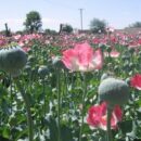 Rise in Afghan opium cultivation reflects economic hardship, despite Taliban ban