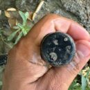 Lime-flavoured memories drive innovation on Saudi farm