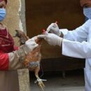 Avian flu reported in 108 countries across five continents, says UN health agency