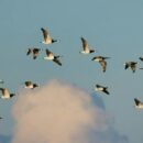 LMS Migration: How To Successfully Migrate Your Learning Management System