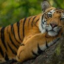 Global biodiversity agreement mobilises $200 billion boost for nature