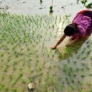 Farmers must be at the heart of biodiversity action