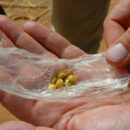 Organized crime groups increasingly embedded in gold supply chain