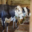 FAO calls for action amid foot-and-mouth disease outbreaks