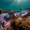 The world’s oceans are dying. Can a UN summit in Nice turn the tide?