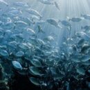 Greed is driving oceans toward collapse