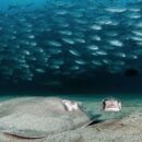 Humans can't survive without a healthy Ocean: UN envoy