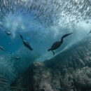 UN ocean summit in Nice  closes with wave of commitments