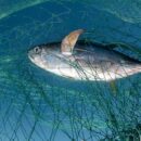 ‘Plenty of fish in the sea’? Not anymore, say UN experts in Nice