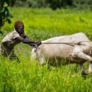 ‘A spirit of oneness’: Cooperatives cultivating peace in South Sudan