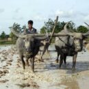 Landless and locked out: Young farmers struggle for a future