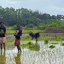 ‘Perfect storm’ of global crises drove years of food price surges: FAO