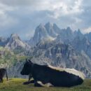 Global demand for meat and dairy set to rise, but climate and nutrition gaps remain