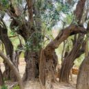 ‘Our livelihoods have been cut off’, say West Bank farmers ahead of olive harvest