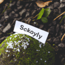 Jak adaptivní vzdělávání a personalizované učení mění školní prostředí: Výhody a výzvy