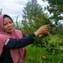 Local leadership powers Indonesia’s climate ambitions