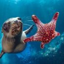 UN ‘high seas’ treaty clears ratification threshold, to enter into force in January