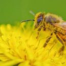 Celebrating eLI Day 2025 With A Buzzworthy Cause