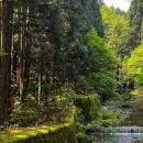 Decade of slowing deforestation offers hope for forests