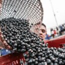 High stakes and high flavour: Indigenous chef brings Amazonian soul to COP30