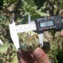 Afghanistan: Opium cultivation drops sharply, but regional trafficking rises