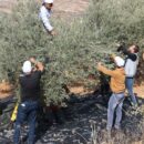 World News in Brief: Settler attacks in the West Bank, Madagascar hunger crisis, obesity in Europe
