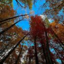 New Brazil-led fund aims to put forest protection at the heart of climate action