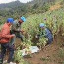 Myanmar: Opium crop hits 10-year high amid conflict and economic collapse