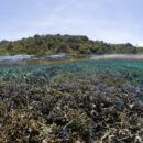 Game-changing international marine protection treaty comes into force