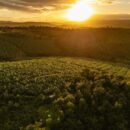 Welcome to the ‘agrihood’ – the neighbourhood of the future?