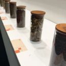 Why medicinal plants matter on World Wildlife Day