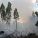 Forests are more than a resource: How Belarus protects its vital ecosystem